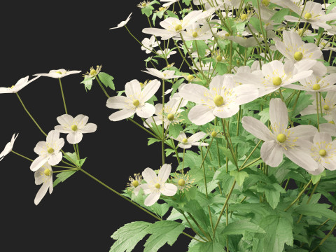 HighpolyLow Poly Anemone hupehensis - Thimbleflower 3D Model