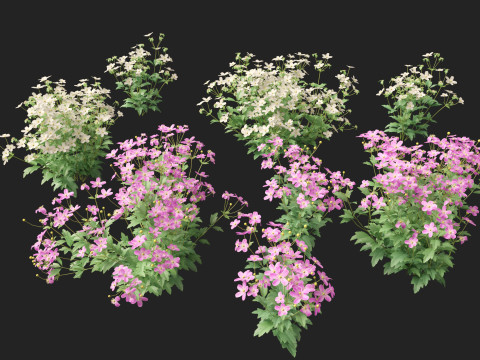 HighpolyLow Poly Anemone hupehensis - Thimbleflower 3D Model