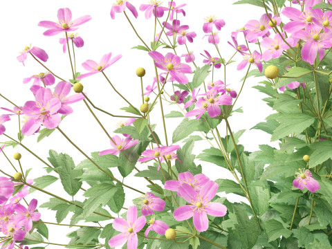 HighpolyLow Poly Anemone hupehensis - Thimbleflower 3D Model
