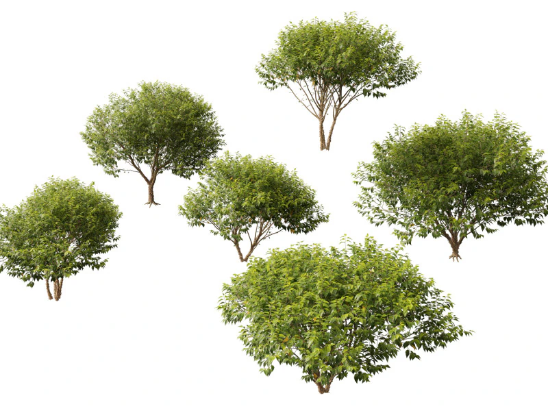 HighpolyLow Poly Betula nigra Little King Fox Valley - rivierberk 3D Model .c4d .max .obj .3ds .fbx .stl .blend 