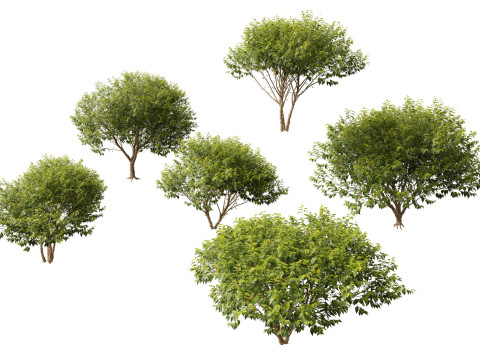 HighpolyLow Poly Betula nigra Little King Fox Valley - river birch 3D Модель