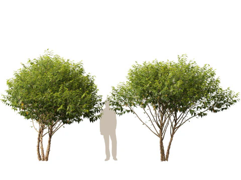 HighpolyLow Poly Betula nigra Little King Fox Valley - rivierberk 3D Model