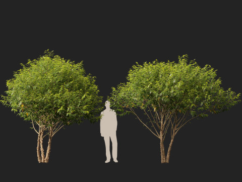 HighpolyLow Poly Betula nigra Little King Fox Valley - river birch 3D Model