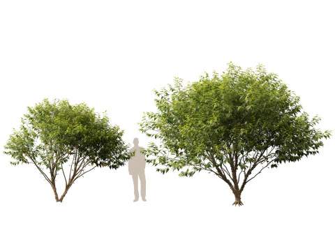 HighpolyLow Poly Betula nigra Little King Fox Valley - rivierberk 3D Model