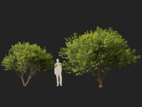 HighpolyLow Poly Betula nigra Little King Fox Valley - rivierberk 3D Model