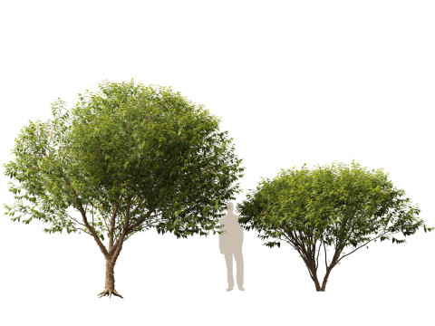 HighpolyLow Poly Betula nigra Little King Fox Valley - river birch 3D Model