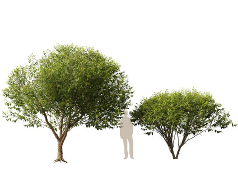 HighpolyLow Poly Betula nigra Little King Fox Valley - rivierberk 3D Model