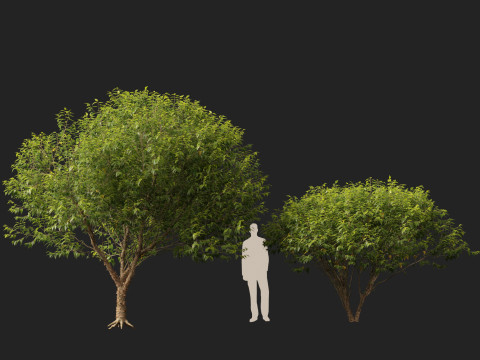 HighpolyLow Poly Betula nigra Little King Fox Valley - river birch 3D Model