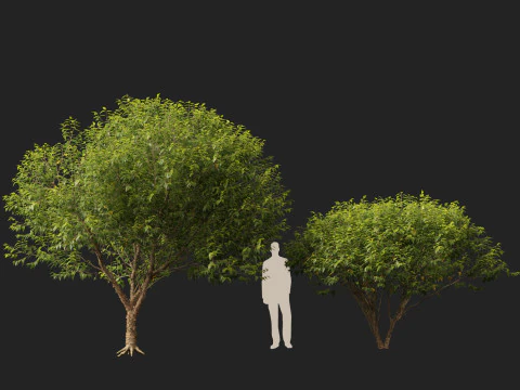 HighpolyLow Poly Betula nigra Little King Fox Valley - rivierberk 3D Model