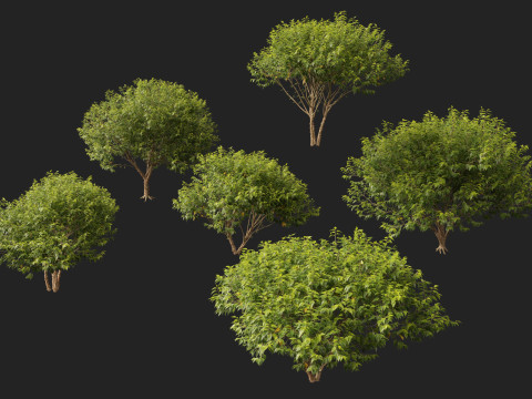 HighpolyLow Poly Betula nigra Little King Fox Valley - river birch 3D Model