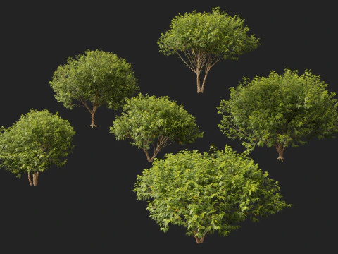 HighpolyLow Poly Betula nigra Little King Fox Valley - rivierberk 3D Model