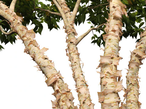 HighpolyLow Poly Betula nigra Little King Fox Valley - rivierberk 3D Model