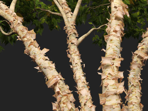 HighpolyLow Poly Betula nigra Little King Fox Valley - river birch 3D Model