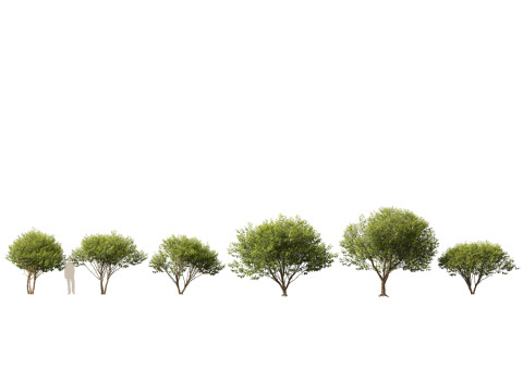 HighpolyLow Poly Betula nigra Little King Fox Valley - river birch 3D Model