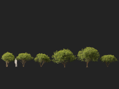 HighpolyLow Poly Betula nigra Little King Fox Valley - river birch 3D Model