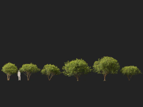 HighpolyLow Poly Betula nigra Little King Fox Valley - rivierberk 3D Model