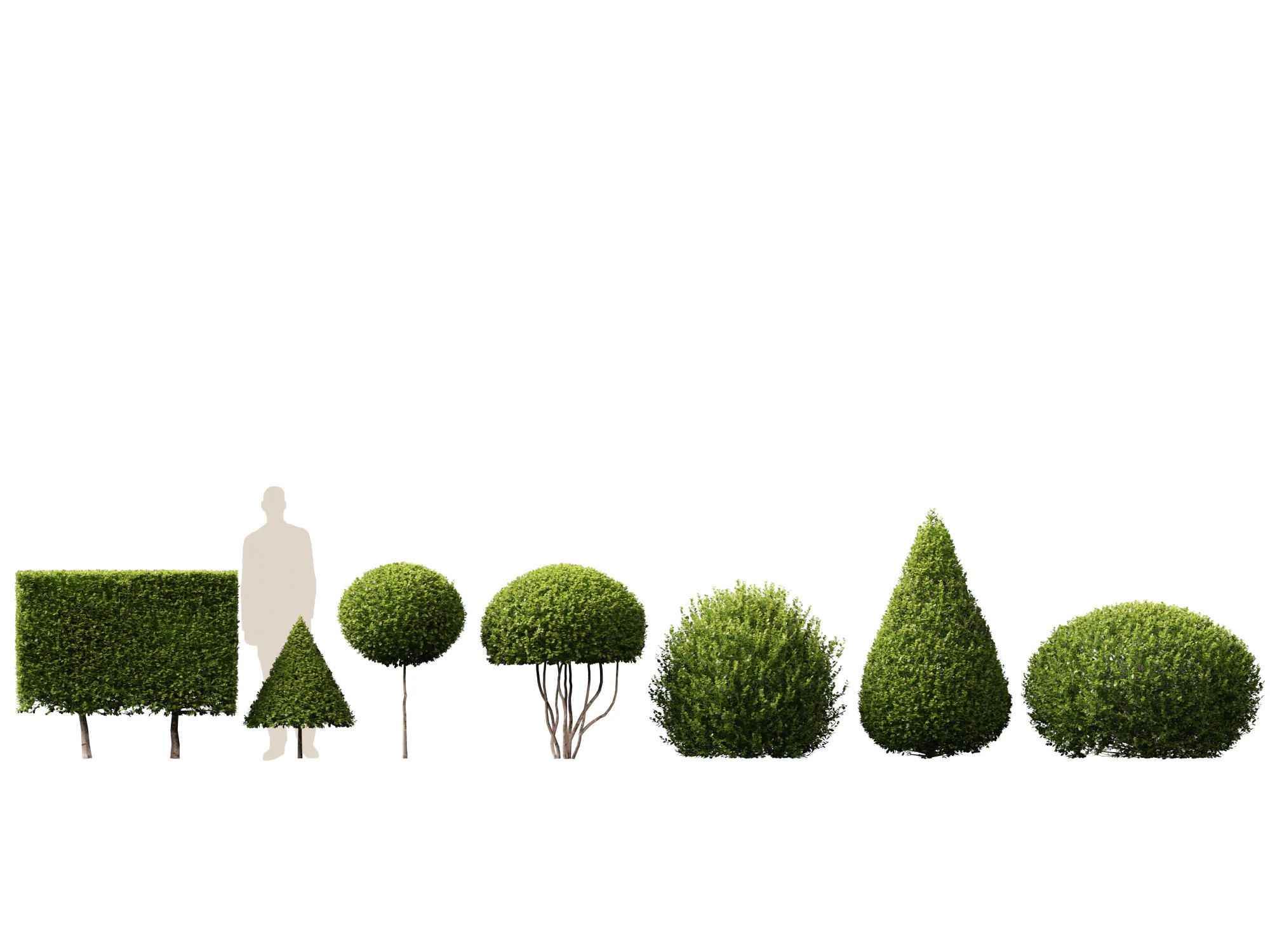 HighpolyLow Poly Buxus Microphylla - Littleleaf Boxwood 3D Model .c4d .max .obj .3ds .fbx .stl .blend 