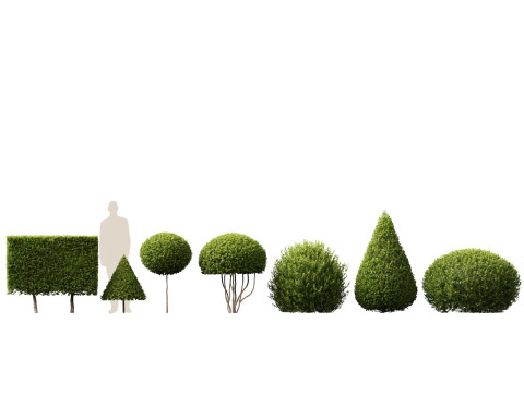 HighpolyLow Poly Buxus Microphylla - Littleleaf Boxwood 3D Модель