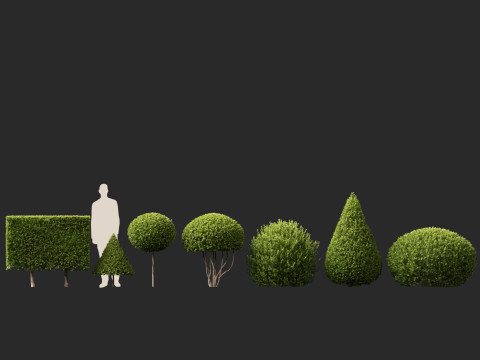 HighpolyLow Poly Buxus Microphylla - Littleleaf Boxwood 3D Model