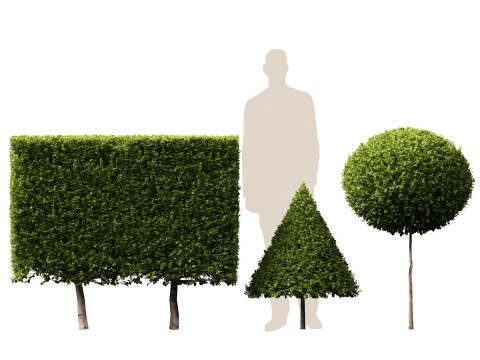 HighpolyLow Poly Buxus Microphylla - Littleleaf Boxwood 3D Model