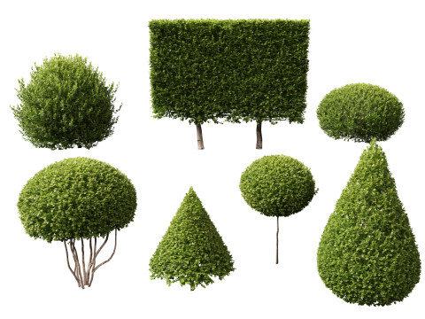 HighpolyLow Poly Buxus Microphylla - Littleleaf Boxwood 3D Model
