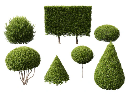 HighpolyLow Poly Buxus Microphylla - Littleleaf Boxwood 3D Model
