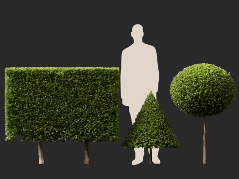 HighpolyLow Poly Buxus Microphylla - Littleleaf Boxwood 3D Model