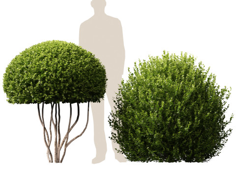 HighpolyLow Poly Buxus Microphylla - Littleleaf Boxwood 3D Model