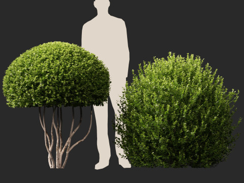 HighpolyLow Poly Buxus Microphylla - Littleleaf Boxwood 3D Model