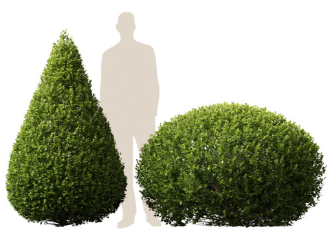 HighpolyLow Poly Buxus Microphylla - Littleleaf Boxwood 3D Model