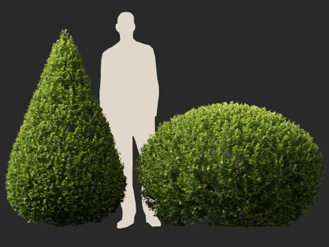HighpolyLow Poly Buxus Microphylla - Littleleaf Boxwood 3D Model