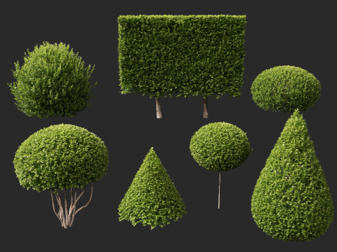 HighpolyLow Poly Buxus Microphylla - Littleleaf Boxwood 3D Model