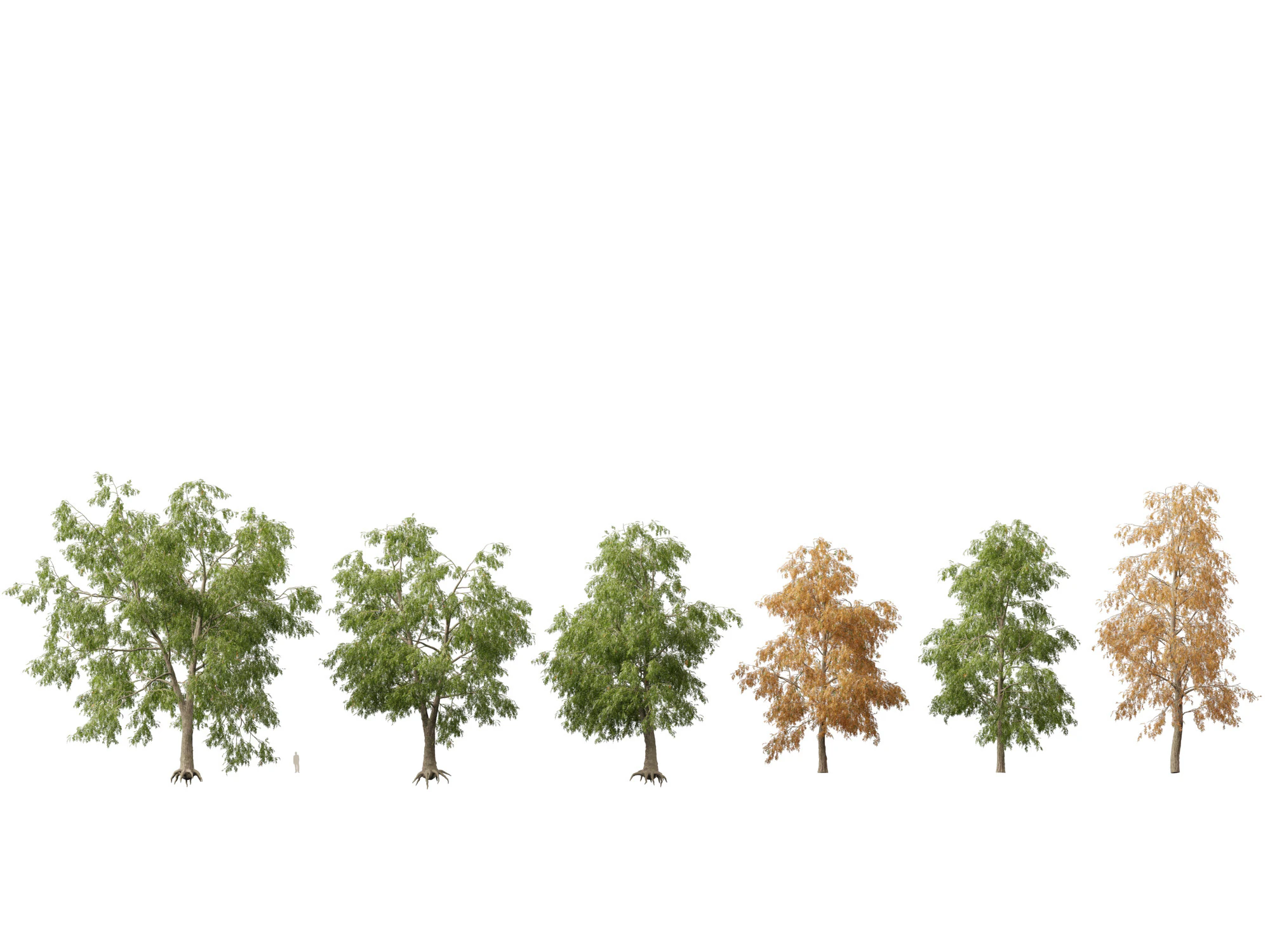 HighpolyLow Poly Carya cordiformis - acı ceviz ceviz 3D Model .c4d .max .obj .3ds .fbx .stl .blend
