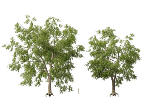 HighpolyLow Poly Carya cordiformis - bitternut hickory Modelo 3D