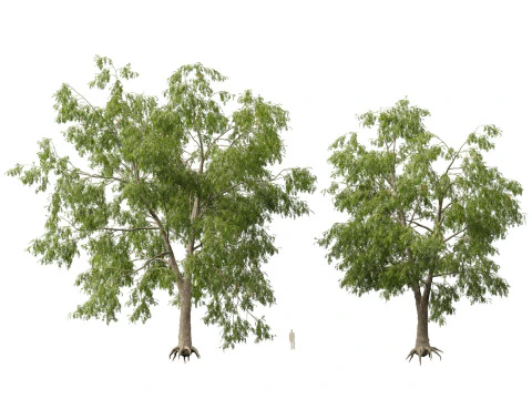 HighpolyLow Poly Carya cordiformis - acı ceviz ceviz 3D Model