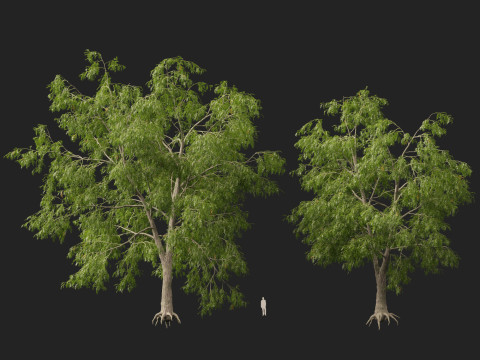 HighpolyLow Poly Carya cordiformis - bitternut hickory Modelo 3D