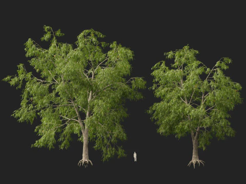HighpolyLow Poly Carya cordiformis - acı ceviz ceviz 3D Model