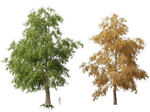 HighpolyLow Poly Carya cordiformis - bitternut hickory Modelo 3D