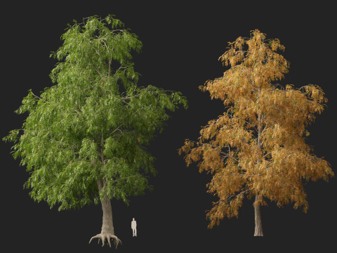 HighpolyLow Poly Carya cordiformis - bitternut hickory Modelo 3D
