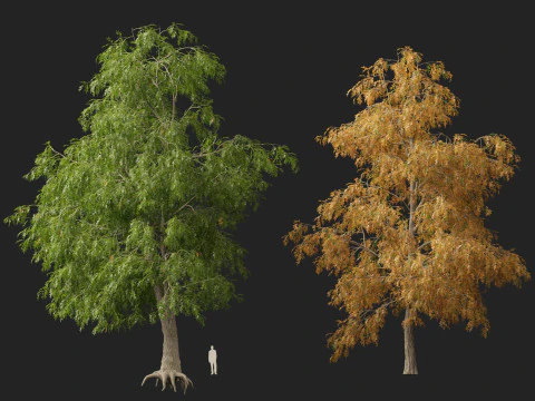 HighpolyLow Poly Carya cordiformis - acı ceviz ceviz 3D Model