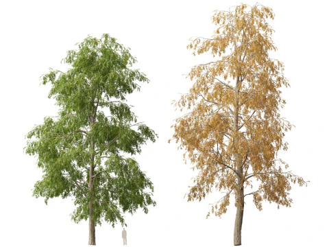 HighpolyLow Poly Carya cordiformis - acı ceviz ceviz 3D Model