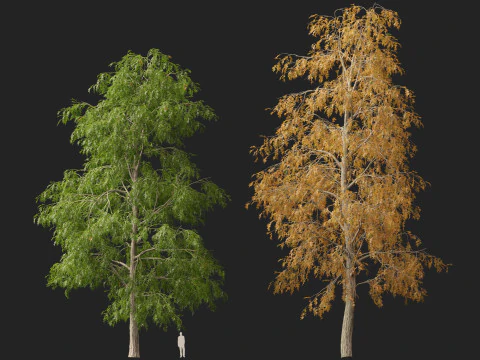 HighpolyLow Poly Carya cordiformis - acı ceviz ceviz 3D Model