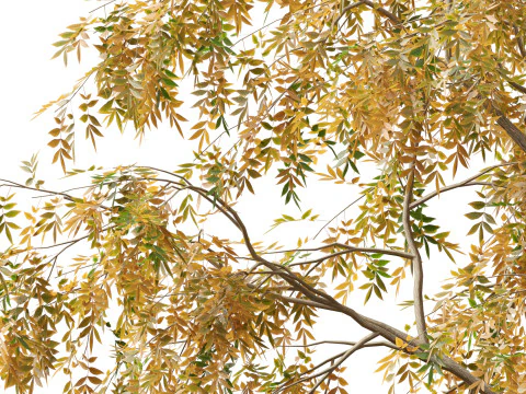 HighpolyLow Poly Carya cordiformis - acı ceviz ceviz 3D Model