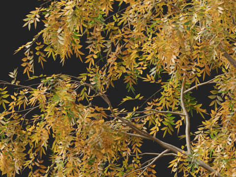 HighpolyLow Poly Carya cordiformis - bitternut hickory Modelo 3D