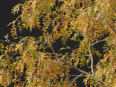 HighpolyLow Poly Carya cordiformis - acı ceviz ceviz 3D Model