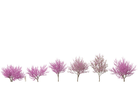 HighpolyLow Poly Cercis siliquastrum - Judas tree 3D Модель