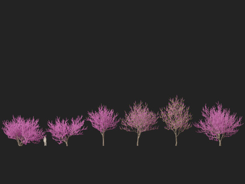 HighpolyLow Poly Cercis siliquastrum - Judas tree Model 3D