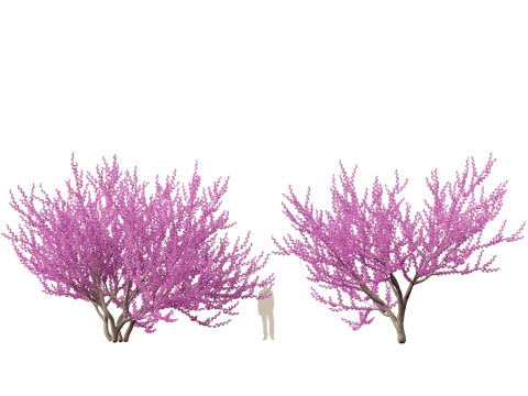 HighpolyLow Poly Cercis siliquastrum - Judas tree Model 3D