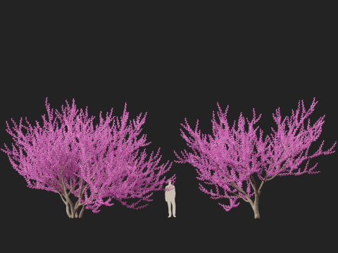 HighpolyLow Poly Cercis siliquastrum - Judas tree Model 3D