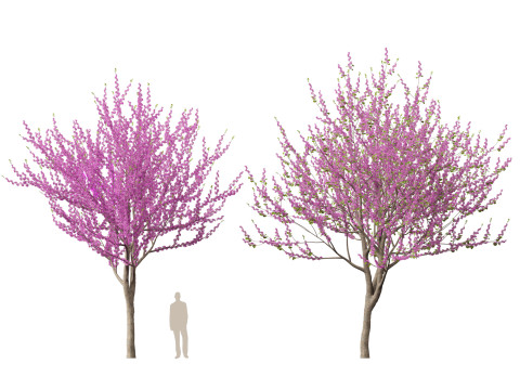HighpolyLow Poly Cercis siliquastrum - Judas tree Model 3D